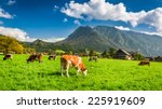 Herd Of Cows Grazing In Alps