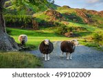 Curious Sheeps On Pasture At...