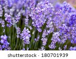 Lavender Flowers