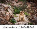 Barbary Macaque Leader Sits On...