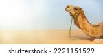 Small photo of Camel in the desert background. Caravan in the dunes panoramic view. Camel head in profile with ropes on face. Portrait of a mammal. Dromedary close up