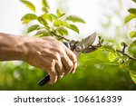 Pruning Of  Trees With...