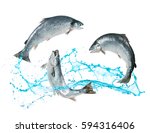 Atlantic Salmon Fishes Jumping...