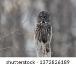 Great Grey Owl Sitting On Top...
