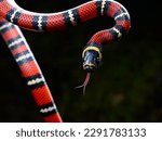 Guatemalan Milk Snake closeup portrait on black background