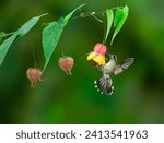 Small photo of Buff-tailed Coronet in flight collecting nectar from red yellow flower on green background