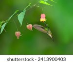 Small photo of Buff-tailed Coronet in flight collecting nectar from red yellow flower on green background