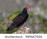 Turkey Vulture Standing On Rock ...