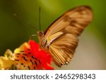 Colorful butterfly sitting on a ...