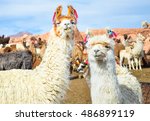 Two funny white lamas close-up on the field with other lamas grazing in Bolivia with soft focus