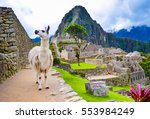 Funny white lama standing in Machu Picchu lost city ruins in Peru with green hills and stone walls on background with soft focus