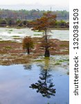 Small photo of Marsh landscape, cypress trees grow from the water, Louisiana, USA