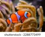 Small photo of Clown fish, Anemonefish (Amphiprion ocellaris) swim among the tentacles of anemones, symbiosis of fish and anemones