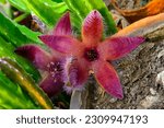 Small photo of Zulu giant, carrion plant and toad plant (Stapelia gigantea), blooms with a large smelly red flower