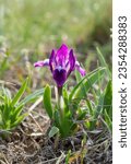 Small photo of Endangered steppe plant pygmy iris or dwarf iris (Iris pumila), Red Book of Ukraine