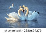 The mute swan  cygnus olor  ...