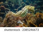 Long-snouted seahorse (Hippocampus hippocampus)on the seabed in the Black Sea, Ukraine