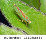 Rhododendron Leafhopper ...