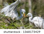 Great White Egret Pair With...