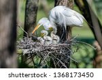 Mother Great White Egret...