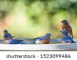 Five Eastern Bluebirds Cooling...