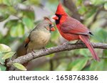 Vibrant Northern Cardinals Perched on Branch in Louisiana Winter
