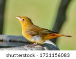 Female Summer Tanager Getting...