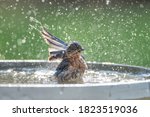 Eastern Bluebird Splashing In...