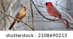 Male and Female Northern Cardinals Perched on Bare Branches During Louisiana Winter
