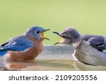 Male Eastern Bluebird And...