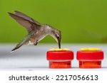 Hummingbird Feeding on Tiny Nectar Filled Cups in Louisiana Garden