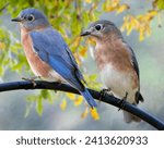 Eastern bluebird pair with fall ...