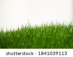 fresh green grass in foreground isolated on white background