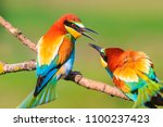 Spring colored birds flirting ...