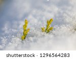 Small photo of Beautiful green plant sprouting through the snow in the winter. Symbol of spring new life, kiss of life. concept of vitality persistence contrast of life