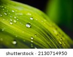 Green leaf with drops of water. Drops of dew in the morning glow in the sun. Beautiful leaf texture in nature. Natural background, stunning and dramatic green tropic palm leaf with drops