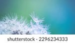 Small photo of Beauty in nature. Fantasy closeup of dandelion, soft morning sunlight after rain, pastel colors. Peaceful blue green blurred lush foliage, dandelion seed. Macro spring nature, amazing natural droplets