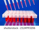 Small photo of 96 well plates in the laboratory of genetic modification using CRISPR technology