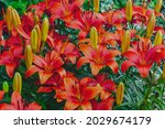 Bed Of Tiger Lilies In The...