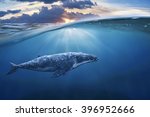 Whale In Half Air Half Sky