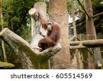 Small photo of Portrait female orangutan with shilly-shally look pose .