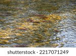 Small photo of Spawning Sockeye Salmon in Shallow Water. Sockeye salmon swimming up the Adams River to spawn. British Columbia, Canada.