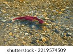 Small photo of Female and Male Spawning Sockeye Salmon. A female and male Sockeye salmon ready to spawn in the shallows of the Adams River, British Columbia, Canada.