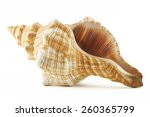 Sea Shell On White Background