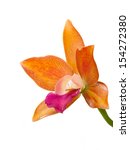 Orange Orchid Flower Isolated...