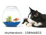  Cat Looking At A Fish In A...