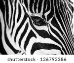 Zebra Face Profile Close Up As...