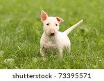 White Bull Terrier Puppy In...