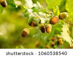Acorns fruits. Closeup acorns fruits in the oak nut tree against blurred green background.
