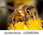 Honey Bee On Yellow Flower ...